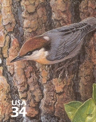 Beauty of Longleaf Pine Forest - Brown-headed Nuthatch
