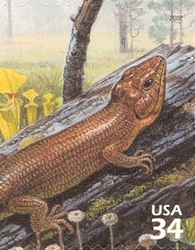 Beauty of Longleaf Pine Forest - Broad-headed Skink