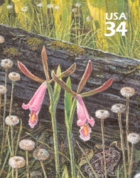 Beauty of Longleaf Pine Forest - Rosebud Orchid