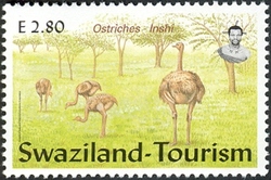 Ostriches - Inshi