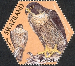 SAPOA Joint stamp issue - Peregrine Falcon (Angola bird)
