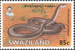 Snakes of Swaziland - Black Mamba