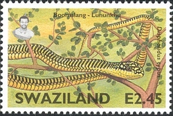 Snakes of Swaziland - Boomslang