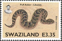 Snakes of Swaziland - Puff Adder