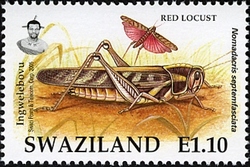 Locusts and Grasshoppers - Red Locust
