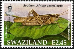 Locusts and Grasshoppers - Southern African desert locust