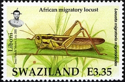 Locusts and Grasshoppers - African migratory locust
