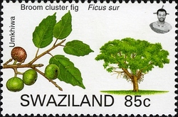 Trees of Swaziland - Broom Cluster Fig (Ficus sur.)