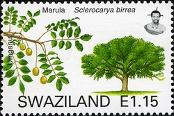 Stamp, Trees of Swaziland - Marula (Sclerocarya birrea), Swaziland,  