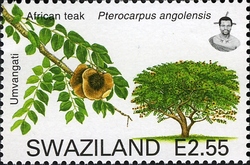 Trees of Swaziland - African Teak (Pterocarpus angolensis)