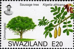Stamp, Trees of Swaziland - Sausage Tree (Kigelia africana), Swaziland,  