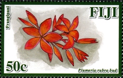 Frangipani Flowers of Fiji - Plumera rubra f. rubra bud
