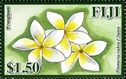 Frangipani Flowers of Fiji - Plumera rubra f.lutea