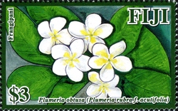 Frangipani Flowers of Fiji - Plumera obtusa