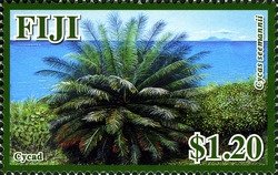 Fiji Endangered Flora - Cycas seemannii