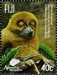 Fiji Flying Fox - Beka Mirimiri