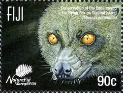 Fiji Flying Fox - Beka Mirimiri