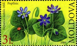 Flora - Endangered Species - Hepatica nobilis