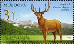 Joint issue with Kazakhtan - Fauna - Cervus elaphus sibiricus