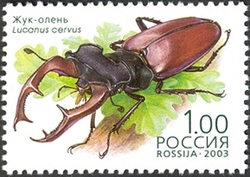 Beetles - Lucanus cervus