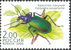 Beetles - Calosoma sycophanta