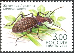 Beetles - Carabus lopatini