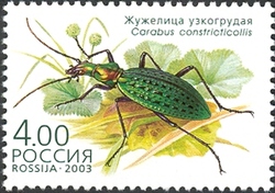 Beetles - Carabus constricticollis
