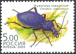 Beetles - Carabus caucasicus