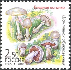 Twin Mushrooms - Amanita phalloides and Agaricus campestris