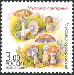 Twin Mushrooms - Amanita pantherina and Amanita rubescens