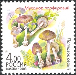 Twin Mushrooms - Amanita porphyria and Amanita vaginata