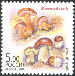 Twin Mushrooms - Tylopilus felleus and Boletus edulis