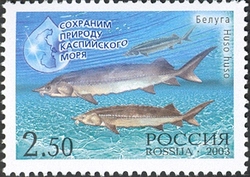 Stamp, Preserve the Caspian Sea Environment - Russia-Iran Joint Issue - Beluga fish, Russia,  