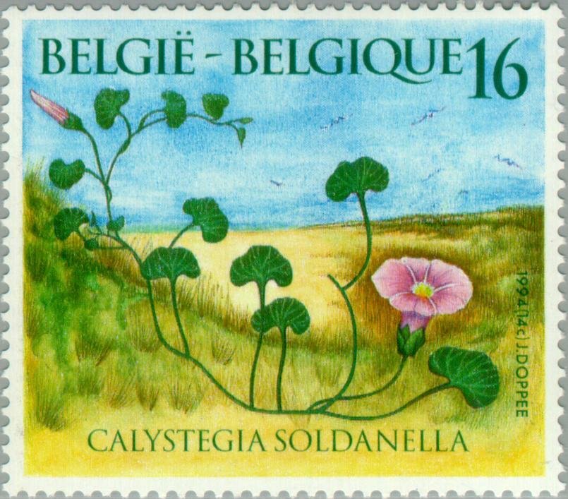 Fauna : Calystegia Soldanella