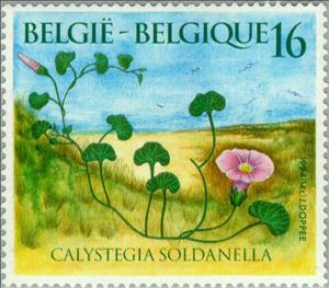 Stamp, Fauna : Calystegia Soldanella, Belgium,  , Flowers, Plants (Flora)