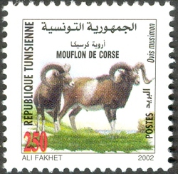 Fauna from Zembra and Zembretta - Mouflon de Corse