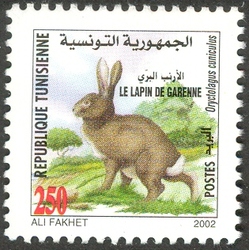 Fauna from Zembra and Zembretta - Le Lapin de Garenne