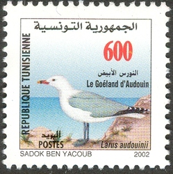 Fauna from Zembra and Zembretta - Le Goeland d'Audouin