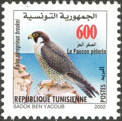 Fauna from Zembra and Zembretta - Le Faucon Pelerin