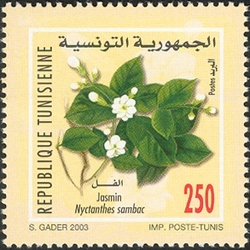 Fauna and Flora of Tunisia - Jasmine - Nyctanthes sambac