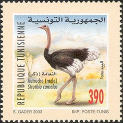 Fauna and Flora of Tunisia - Ostrich - Struthio camus