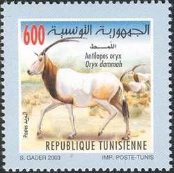 Fauna and Flora of Tunisia - Antilopes oryx - Oryx dammah