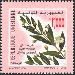 Fauna and Flora of Tunisia - Common myrtle - Myrtus communis