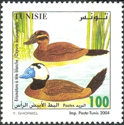 Birds from Tunisia - White-headed Duck