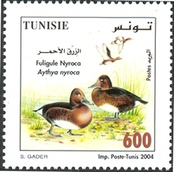 Birds from Tunisia - Ferruginous Duck