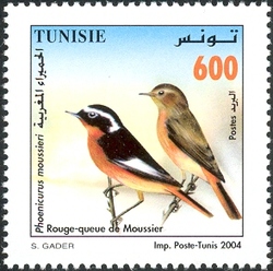 Birds from Tunisia - Moussier's Redstart