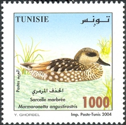 Birds from Tunisia - Marbled Duck - Marmaronetta angustirostris