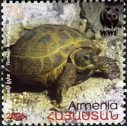 WWF - Four-toed Tortoise -Testudo horsfieldii