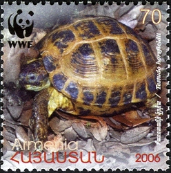 WWF - Four-toed Tortoise -Testudo Horsfieldii