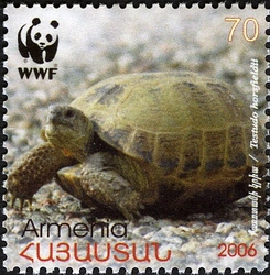 WWF - Four-toed Tortoise -Testudo Horsfieldii